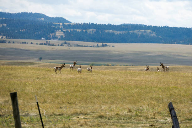istock Antelope on Ranch in Wyoming 1283619367