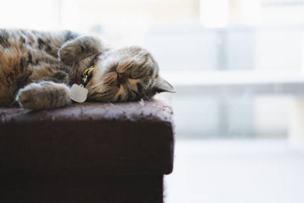 istock cat looking sleeping  in the house Lazy  cat relaxing 1283621207