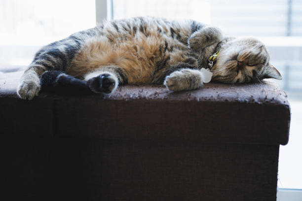 istock cat looking sleeping  in the house Lazy  cat relaxing 1283621209