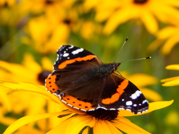 istock Beautiful little colorful butterfly on flower 1283621248