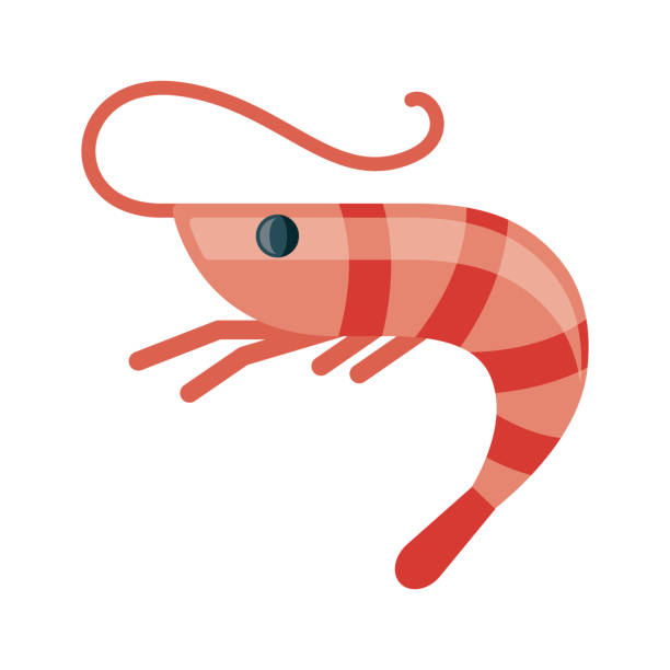 Shrimp Icon on Transparent Background A flat design icon on a transparent background (can be placed onto any colored background). File is built in the CMYK color space for optimal printing. Color swatches are global so it’s easy to change colors across the document. No transparencies, blends or gradients used. prawn animal stock illustrations