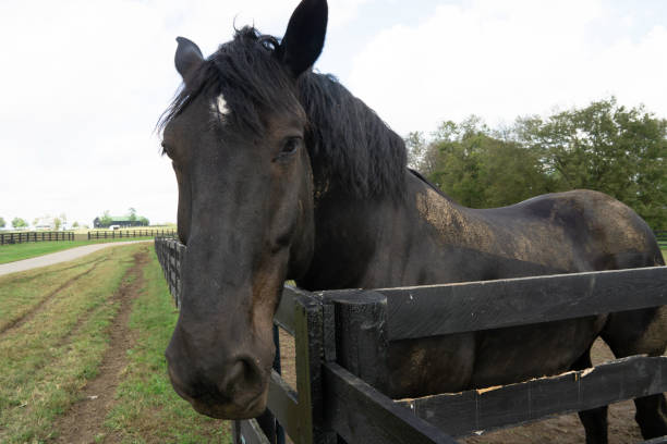 istock Horse on Farm in Lexington 1283622022
