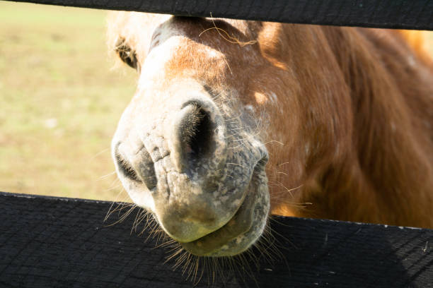 istock Horse in Kentucky 1283622028