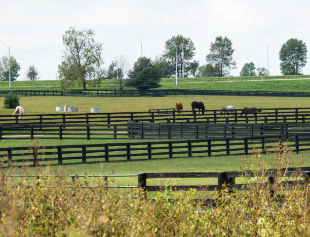 istock Horses in Lexington Kentucky 1283622061
