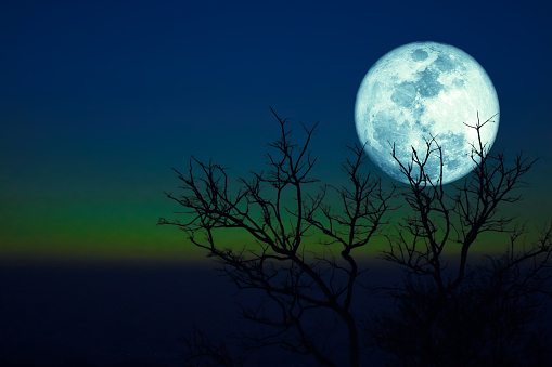 Dying Grass Full  moon and silhouette dry trees in the sunset dark green blue sky, Elements of this image furnished by NASA, https://solarsystem.nasa.gov/resources/843/rare-full-moon-on-christmas-day/?category=moons_earths-moon