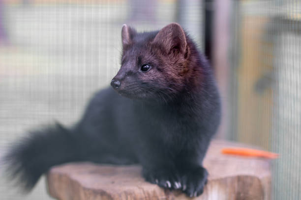 Small black animal European mink in a cage, behind bars. High quality photo