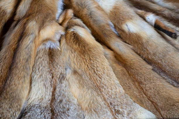 Red fox fur. Pile of fur. Close up.