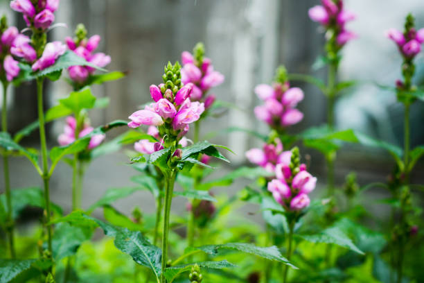 istock Blooming Chelone obliqua (Rose turtlehead) in the garden 1283628418