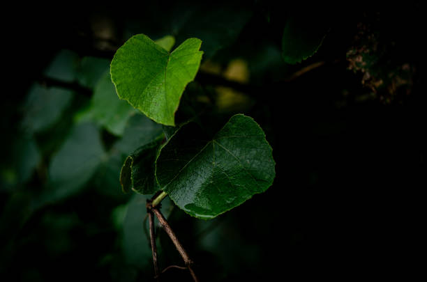 Lush vegetation, closeups of leaves, with shrubs and trees around.