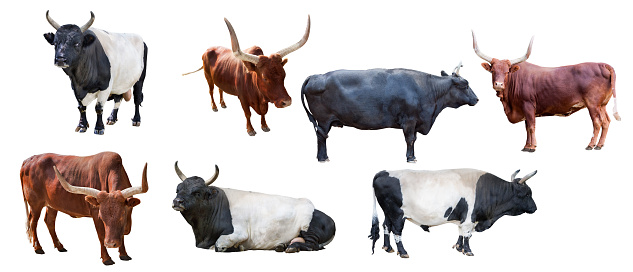 seven bulls isolated on white background