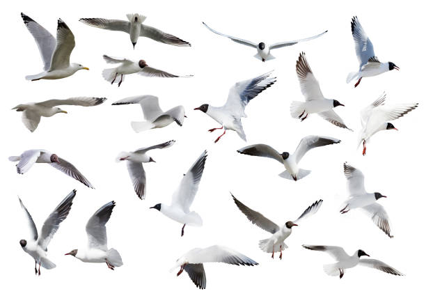 istock set of twenty isolated seagulls 1283630023