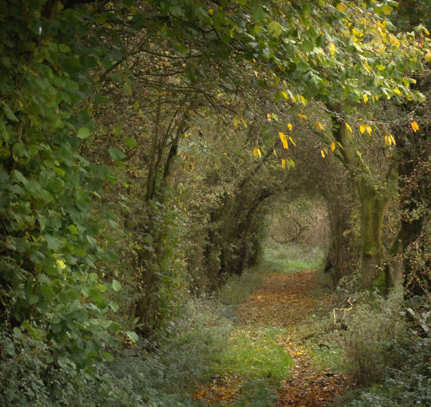 istock Autumn woodland tunnel 1283630051