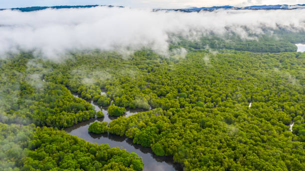 istock aerial view of mangrove forest 1283630303