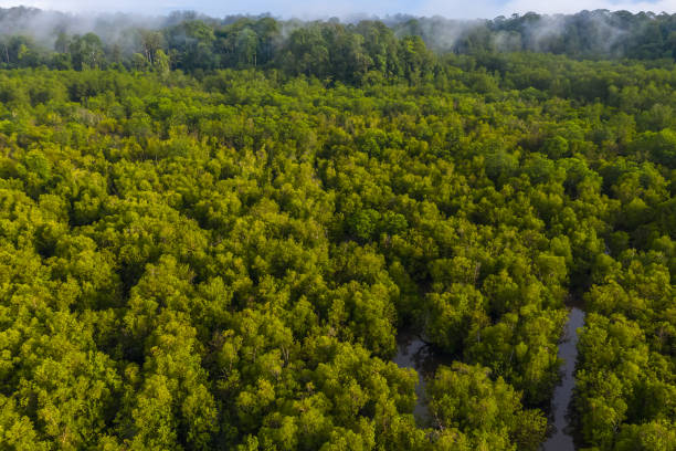 istock aerial view of mangrove forest 1283630304