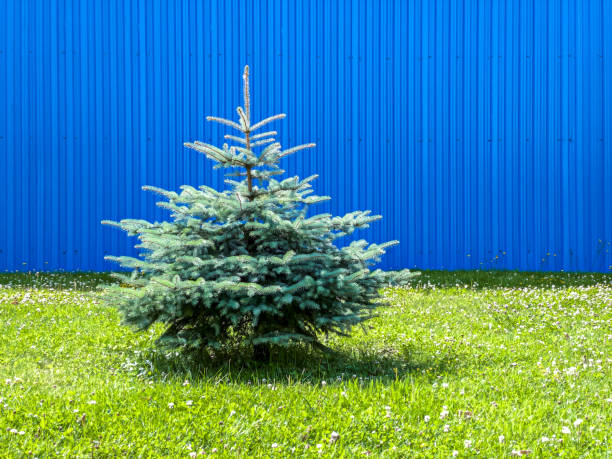 istock young christmas tree without decorations on green lawn against blue corrugated metal background 1283631230