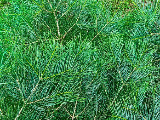 brightly green prickly branches of fir-tree or pine. christmas background