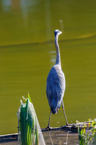 istock Gray heron near to the water 1283631292
