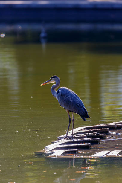 istock Gray heron near to the water 1283631293