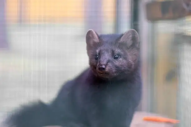 Photo of Small black animal European mink in a cage, behind bars.