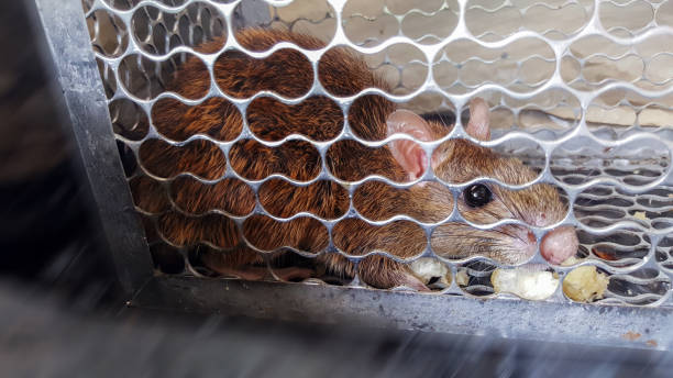 istock mouse trap cage, catch house rat 1283634129