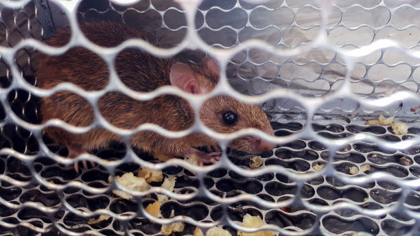 istock mouse trap cage, catch house rat 1283634147