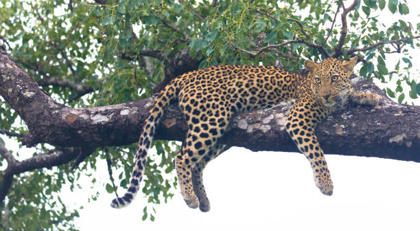 A cheetah in the branches of a tree