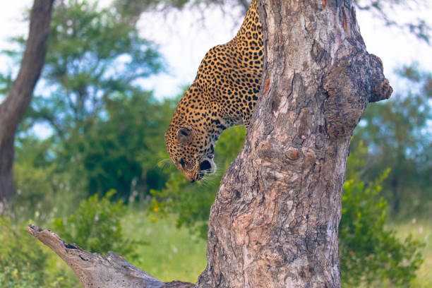 istock Cheetah walks down trunk of tree 1283635627