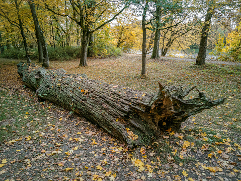 Dead oak tree trunk lying on the ground.