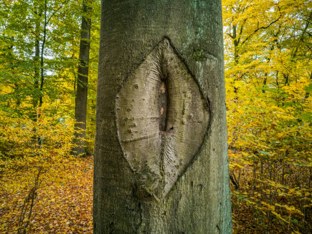 Detail shot of an old wound of a beech tree in autumn.