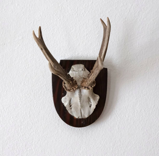 huge red deer hunting trophy isolated over white background ( Cervus elaphus )