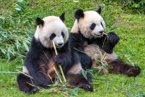 młoda panda olbrzymia - melanoleuca zdjęcia i obrazy z banku zdjęć