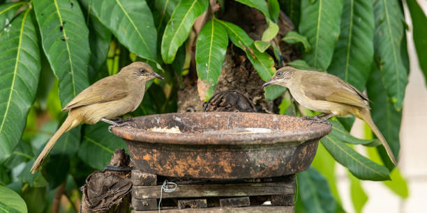 istock Streak-eared Bulbuls perching on a clay bowl 1283638018