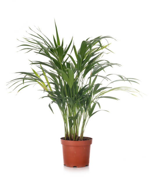 kentia in pot kentia in pot in front of white background areca stock pictures, royalty-free photos & images