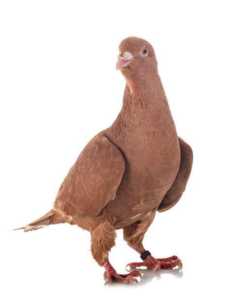 istock lebanese pigeon 1283638304