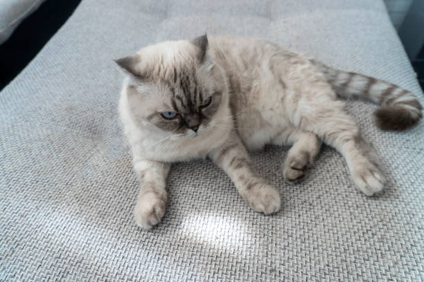 istock Photo Scottish cat breed, white with blue eyes, scottish-fold 1283639137