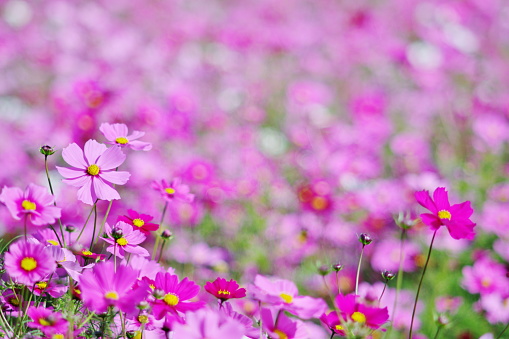 Colourful flower meadow in summer