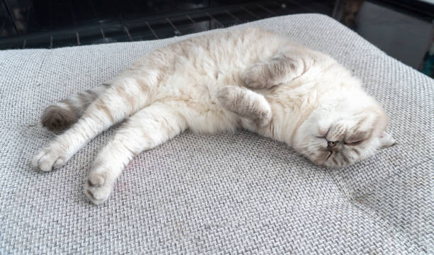 istock Photo Scottish cat, scottish-fold, white with blue eyes 1283639275