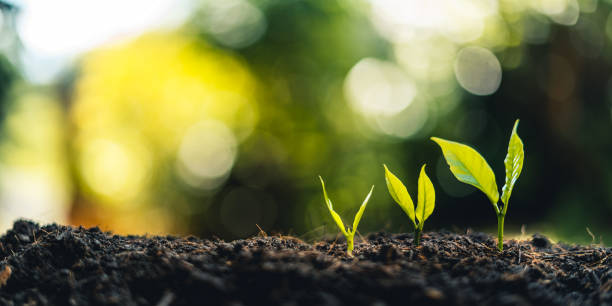 istock tree sapling planting sprout in soil,plant seeding growing step concept in garden and sunlight 1283639298