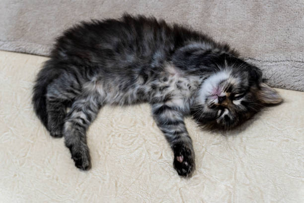 istock Picture a small kitten, a beautiful background or cover for notebooks 1283639305