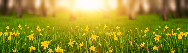 Spring background field daffodils in the meadow near the forest web banner with copy space.