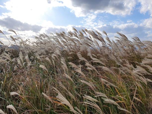 istock Autumn Common Reeds in Jeju Island Korea 1283640237