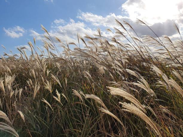 istock Autumn Common Reeds in Jeju Island Korea 1283640241