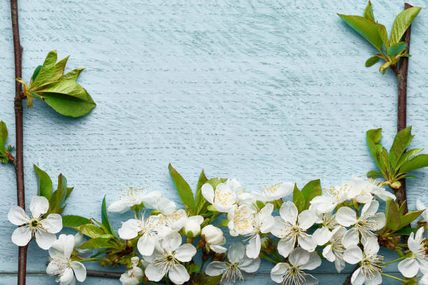 istock Cherry blossoms flowers forming a frame with place for text on a blue wooden background: spring time concept 1283640587