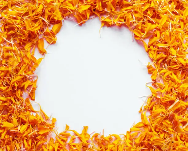 Orange Marigold flower petals isolated on white background with copy space in the middle. Poster for Diwali wishing, greeting card, Hindu religious festival puja invitation.