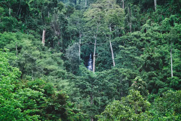 Photo of Waterfals in the forest