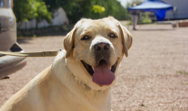 istock Dog breed Labrador in nature on a sunny day 1283666291
