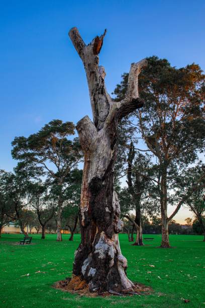 istock Dead Tree trunk in a Sydney Park Australia 1283666533
