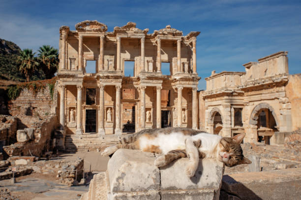 bibliothèque celsus et chat mignon - column greek culture roman architecture photos et images de collection