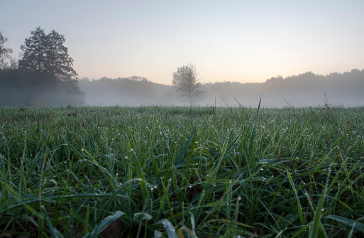 Bright green grass decorated with shiny dew drops. An early morning in the meadow near Warsaw, Poland. The mist is covering the forest and makes the silhouettes of the trees blurred and defocused.