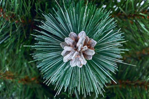 Frosty decorative green spruce branch with pine cone, winter seasonal background macro view